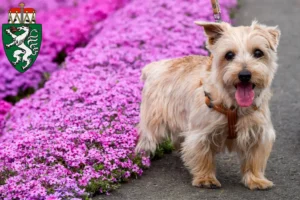 Read more about the article Norfolk Terrier breeders and puppies in Styria