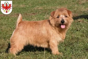 Read more about the article Norfolk Terrier breeders and puppies in Tyrol