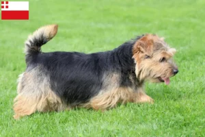 Read more about the article Norfolk Terrier breeders and puppies in Utrecht