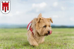 Read more about the article Norfolk Terrier breeders and puppies in Vorarlberg