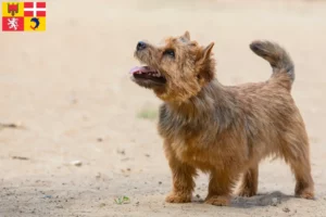 Read more about the article Norwich Terrier breeders and puppies in Auvergne-Rhône-Alpes