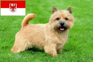Read more about the article Norwich Terrier breeders and puppies in Brandenburg