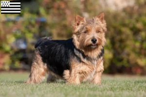 Read more about the article Norwich Terrier breeders and puppies in Brittany