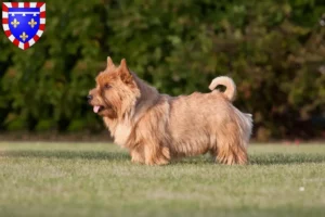 Read more about the article Norwich Terrier breeders and puppies in Centre-Val de Loire