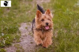 Read more about the article Norwich Terrier breeders and puppies in Corsica