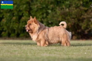Read more about the article Norwich Terrier breeders and puppies in Flevoland
