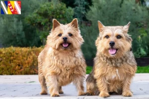 Read more about the article Norwich Terrier breeders and puppies in Grand Est