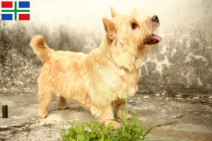 Read more about the article Norwich Terrier breeders and puppies in Groningen