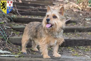 Read more about the article Norwich Terrier breeders and puppies in Hauts-de-France