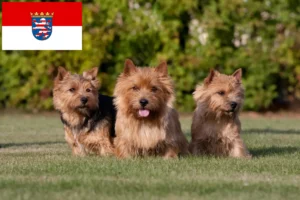 Read more about the article Norwich Terrier breeders and puppies in Hessen