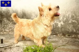 Read more about the article Norwich Terrier breeders and puppies in Île-de-France