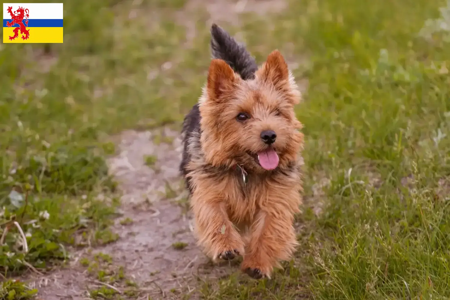 Norwich Terrier puppies and breeders Limburg Find Norwich Terrier breeders in Limburg here.