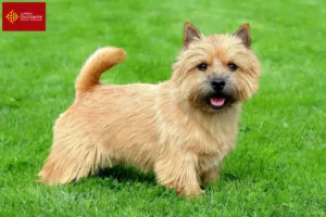 Read more about the article Norwich Terrier breeders and puppies in Occitania