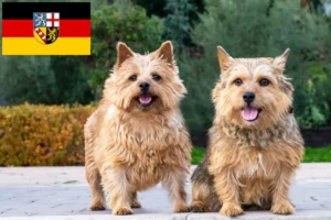 Read more about the article Norwich Terrier breeders and puppies in Saarland