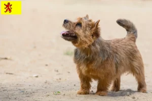 Read more about the article Norwich Terrier breeders and puppies in South Holland