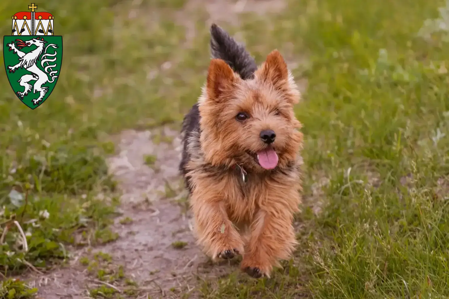 Read more about the article Norwich Terrier breeders and puppies in Styria
