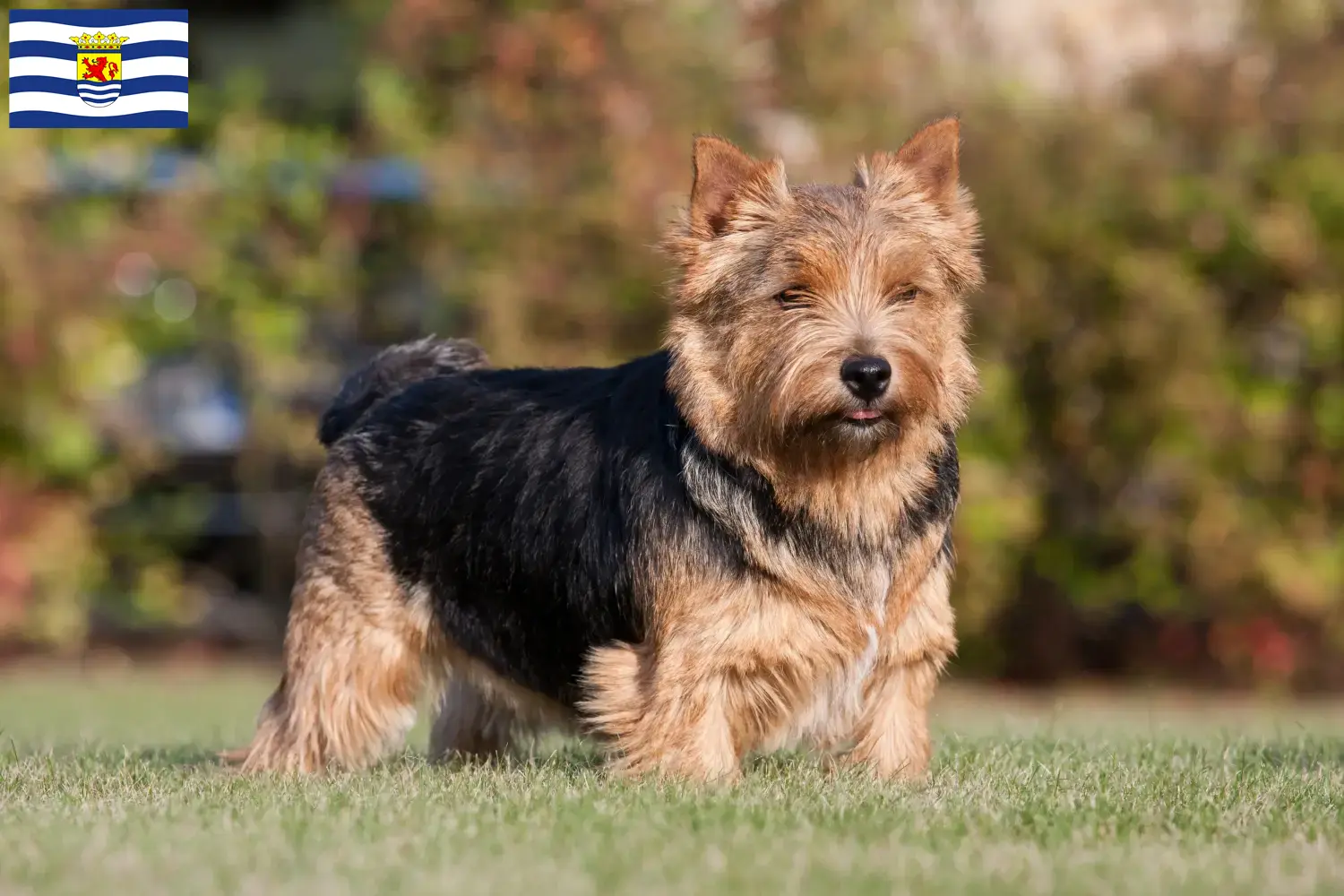 Norwich Terrier puppies and breeders Zeeland Find Norwich Terrier breeders in Zeeland.