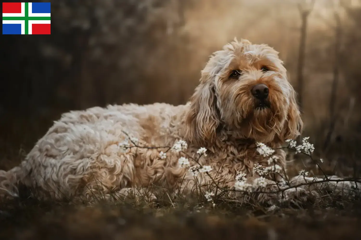 Read more about the article Otterhound breeders and puppies in Groningen