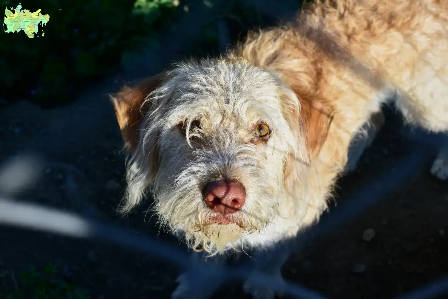 Read more about the article Otterhound breeders and puppies in Midtjylland