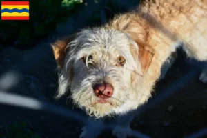Read more about the article Otterhound breeders and puppies in Overijssel
