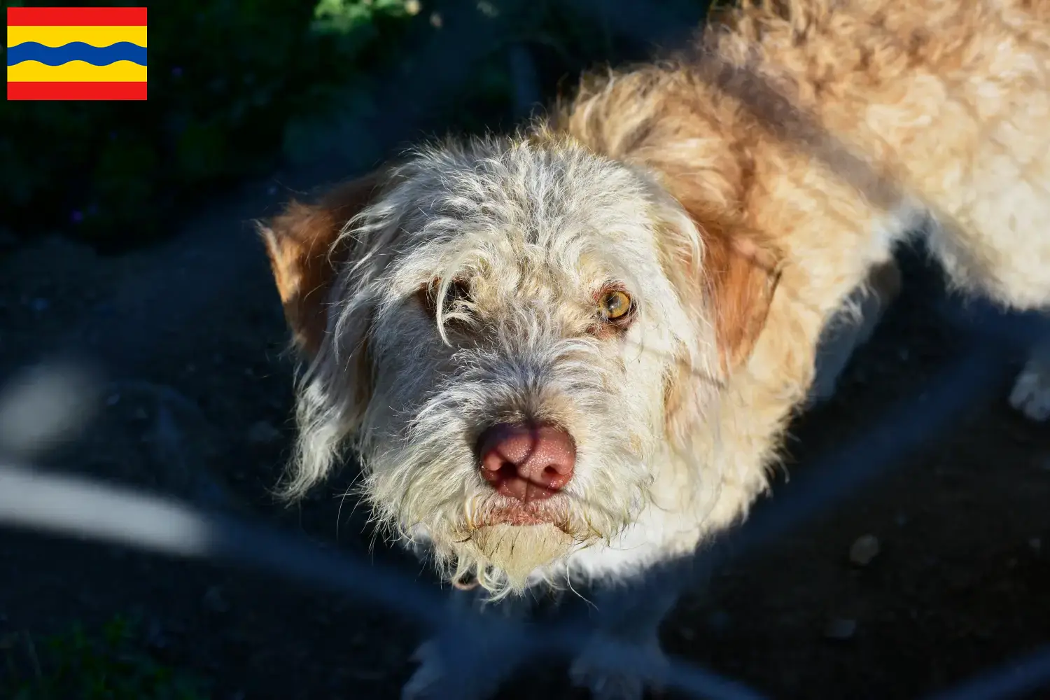 Otterhound puppies and breeders Overijssel Find Otterdog breeders in Overijssel.