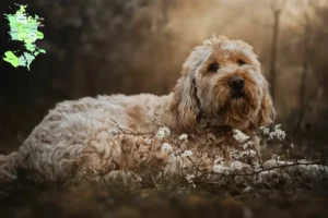 Read more about the article Otterhound breeders and puppies in Sjælland