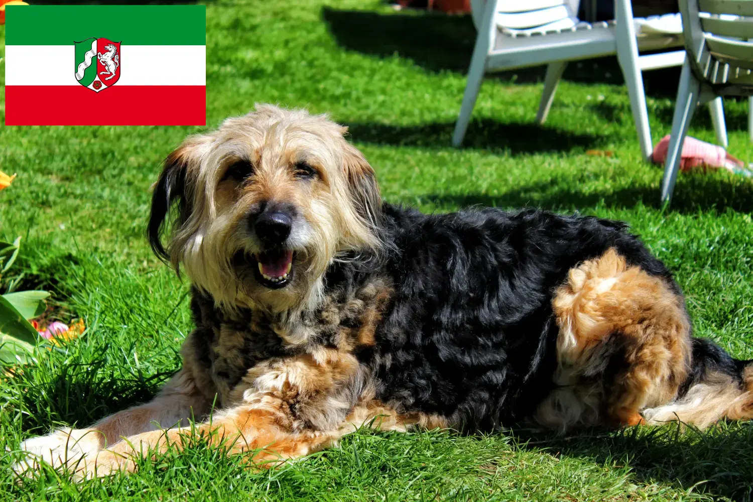Otterhund puppies and breeders North Rhine-Westphalia Here you can find Otterhund breeders in North Rhine-Westphalia.