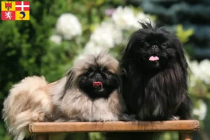 Read more about the article Pekingese breeders and puppies in Auvergne-Rhône-Alpes