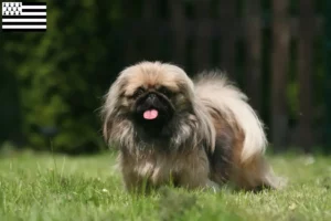 Read more about the article Pekingese breeders and puppies in Brittany