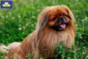 Read more about the article Pekingese breeders and puppies in the Brussels-Capital Region