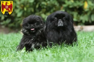 Read more about the article Pekingese breeders and puppies in Burgenland