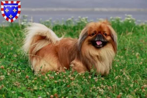 Read more about the article Pekingese breeders and puppies in Centre-Val de Loire