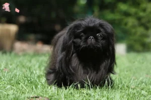 Read more about the article Pekingese breeders and puppies in Hovedstaden