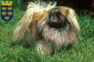 Read more about the article Pekingese breeders and puppies in Lower Austria