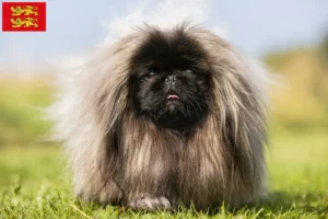 Read more about the article Pekingese breeders and puppies in Normandy
