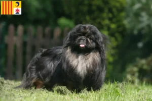 Read more about the article Pekingese breeders and puppies in Provence-Alpes-Côte d’Azur