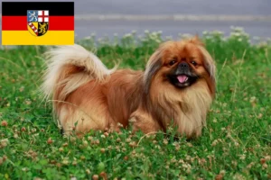 Read more about the article Pekingese breeders and puppies in Saarland