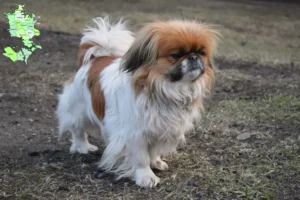 Read more about the article Pekingese breeders and puppies in Sjælland