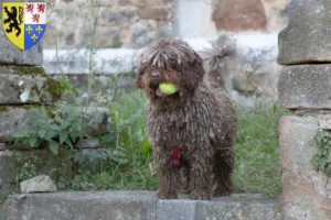 Read more about the article Perro de Agua Español breeders and puppies in Hauts-de-France