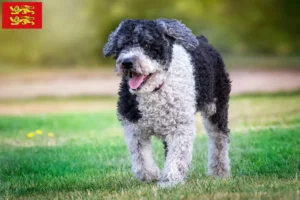 Read more about the article Perro de Agua Español breeders and puppies in Normandy