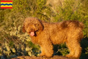 Read more about the article Perro de Agua Español breeders and puppies in Overijssel