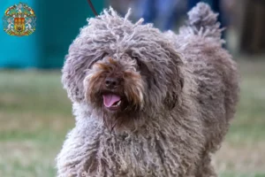 Read more about the article Perro de Agua Español breeders and puppies in Prague