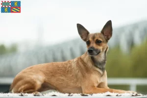 Read more about the article Peruvian Hairless Dog Breeder and Puppies in Bourgogne-Franche-Comté