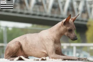 Read more about the article Peruvian Hairless Dog Breeder and Puppies in Brittany