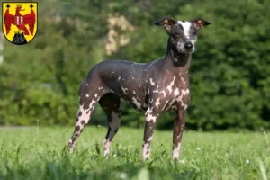 Read more about the article Peruvian Hairless Dog Breeder and Puppies in Burgenland