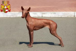 Read more about the article Peruvian Hairless Dog Breeder and Puppies in Carinthia