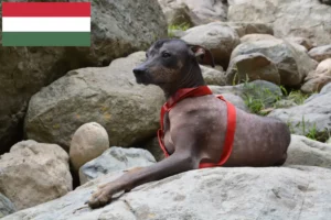 Read more about the article Peruvian Hairless Dog Breeder and Puppies in Hungary