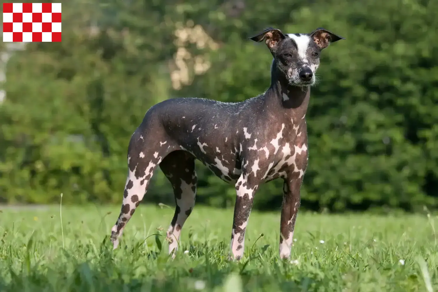 Peruvian Hairless Dog puppies and breeders North Brabant Find Peruvian Hairless Dog breeders in North Brabant.