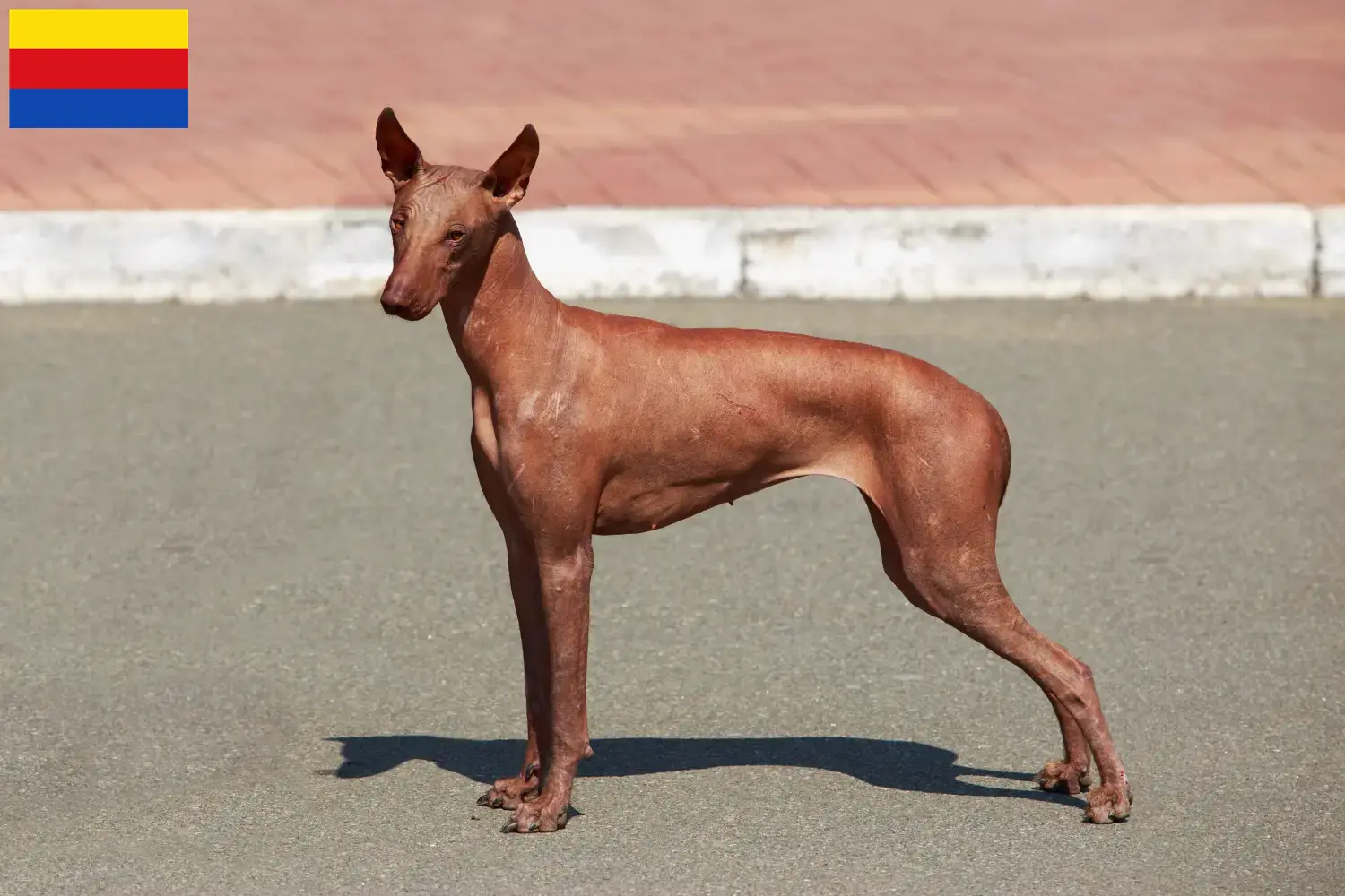 Peruvian Hairless Dog Puppies and Breeder North Holland Find Peruvian Hairless Dog breeders in North Holland.