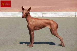 Read more about the article Peruvian Hairless Dog Breeder and Puppies in Occitania